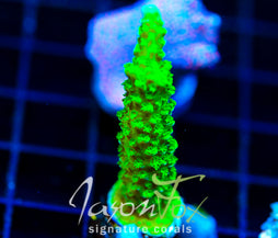 GREEN SLIMER ACRO