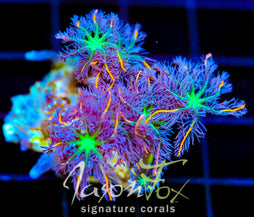 JF ORANGE INFUSED RAINBOW CLOVES