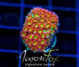 JF KALEIDOSCOPE GONI