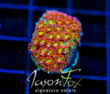 JF KALEIDOSCOPE GONI