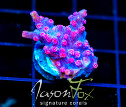 JF PINK BRANCHING CYPHASTREA