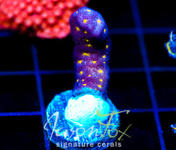 JF OUTER SPACE PSAMMACORA