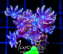 JF TANGERINE TWISTERS CLOVES