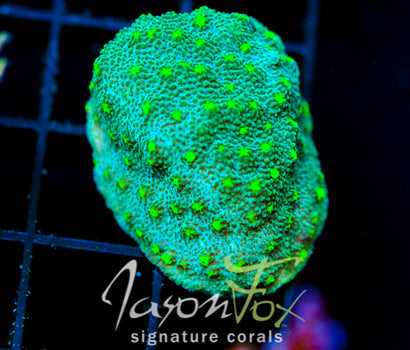 JF LIME TIME ASTREOPORA