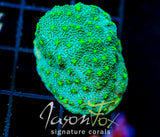JF LIME TIME ASTREOPORA