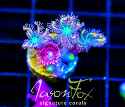 JF YELLOW INFUSED RAINBOW CLOVES COMBO