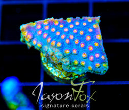 JF BUZZ KILL CYPHASTREA