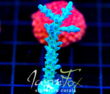 JF LEMONGRASS ACRO