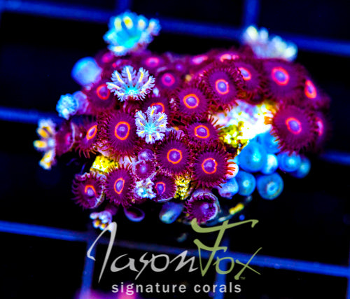 JF CRAZY EYES ZOAS COMBO