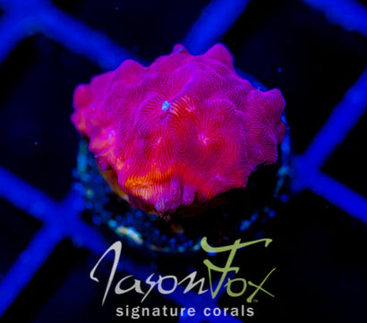 JF RASPBERRY ICE LEPTO