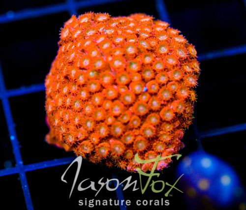 JF AGENT ORANGE CYPHASTREA