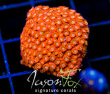 JF AGENT ORANGE CYPHASTREA