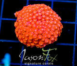 JF AGENT ORANGE CYPHASTREA