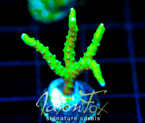 BR GREEN GOBLIN ANACROPORA