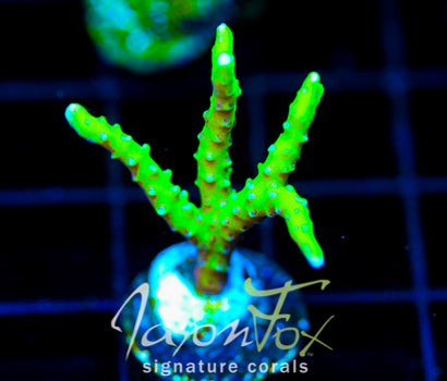BR GREEN GOBLIN ANACROPORA