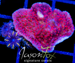 RRC RED ROSES  MONTI CAP COMBO