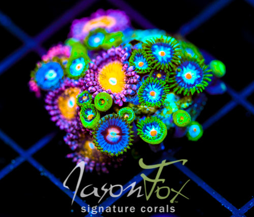 JF STARGAZERS ZOAS COMBO