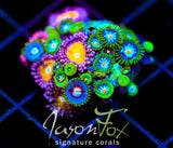 JF STARGAZERS ZOAS COMBO