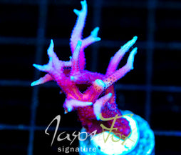JF PINK FLAMINGO BN