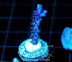 ORA PEARLBERRY ACRO