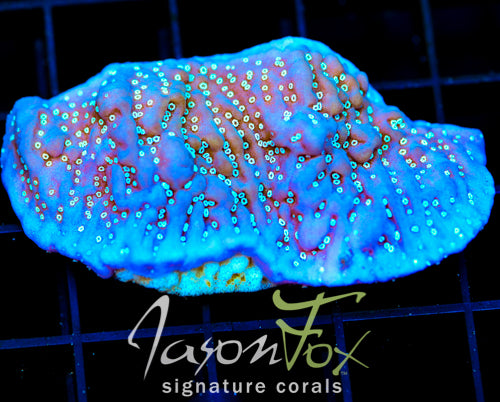 TYREE MONTI UNDATA XL FRAG