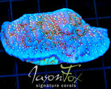 TYREE MONTI UNDATA XL FRAG