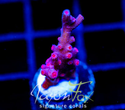 JF PINK BRANCHING CYPHASTREA