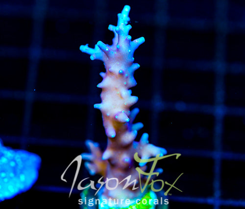 JF PURPLE DRAGON ACRO