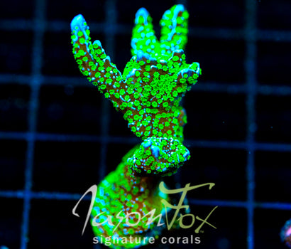 TUBS MONTI STELATTA XL FRAG