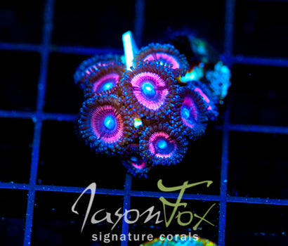 JF BUBBLICIOUS PALYS