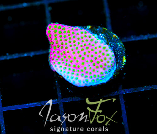 WWC ELECTRIC DAISY STYLO