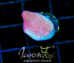 WWC ELECTRIC DAISY STYLO