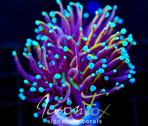JF SUPER BRIGHT ORANGE TORCH