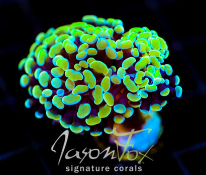 JF NEON NIGHTSHADE HAMMER 2 HEADS