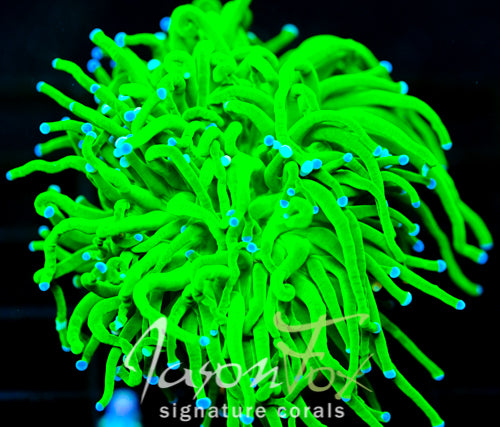 JF COTTON CANDY TORCH XL FRAG
