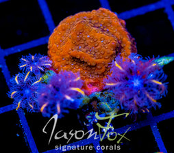 JF TANGERINE TWISTERS CLOVES COMBO