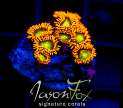 JF ORANGE COSMOS ZOAS