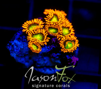 JF ORANGE COSMOS ZOAS