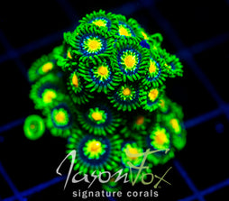 JF STARGAZERS ZOAS