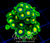 JF STARGAZERS ZOAS