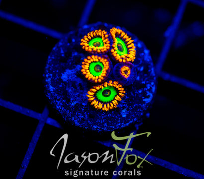 JF VEGAS STRIPS ZOAS