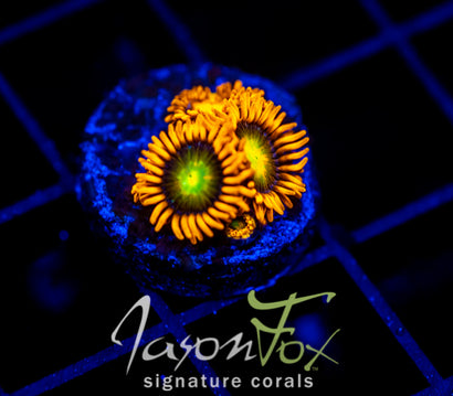 JF ORANGE COSMOS ZOAS