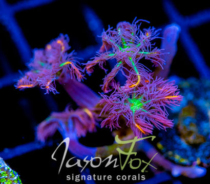 JF ORANGE INFUSED RAINBOW CLOVES