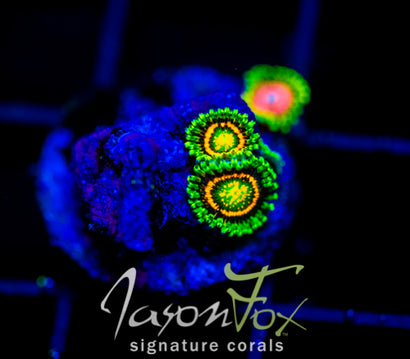 JF RAINBOW INCINERATORS ZOAS COMBO