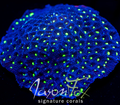 JF ALIEN EYE FAVIA 2 INCH COLONY