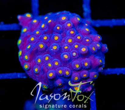 JF TECHNO CYPHASTREA