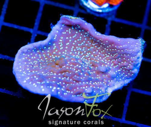 TYREE MONTI UNDATA XL FRAG