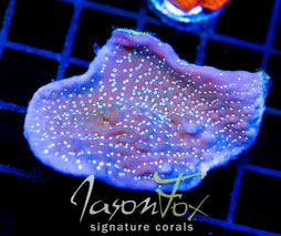 TYREE MONTI UNDATA XL FRAG