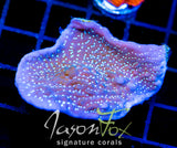 TYREE MONTI UNDATA XL FRAG