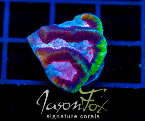 JF RUBY GONIASTREA